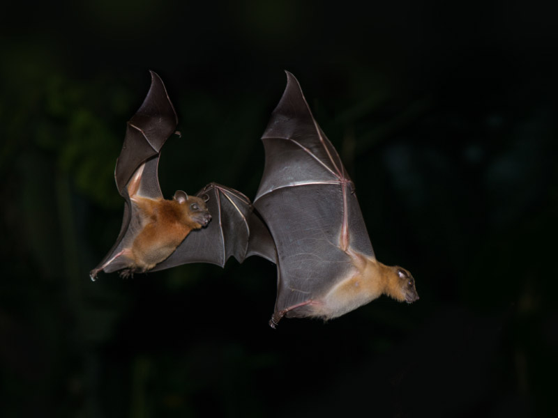 Short-nosed Indian fruit bats